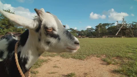 Happy goat Stock Footage 125411104