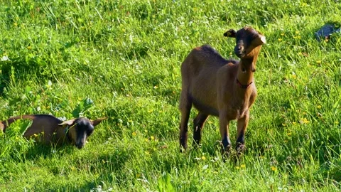 Happy goat snacking on fresh grass Stock Footage 145807539
