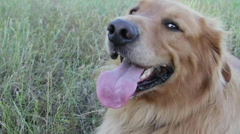 Happy Golden Stock Footage 739974