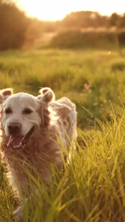 Happy Golden Retriever Running In A Field At Sunset Vídeo Stock 341570341