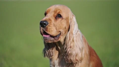 Happy Golden Spaniel in 4K slow motion, playful and cute, with a soft green blur Stock Footage 299856502