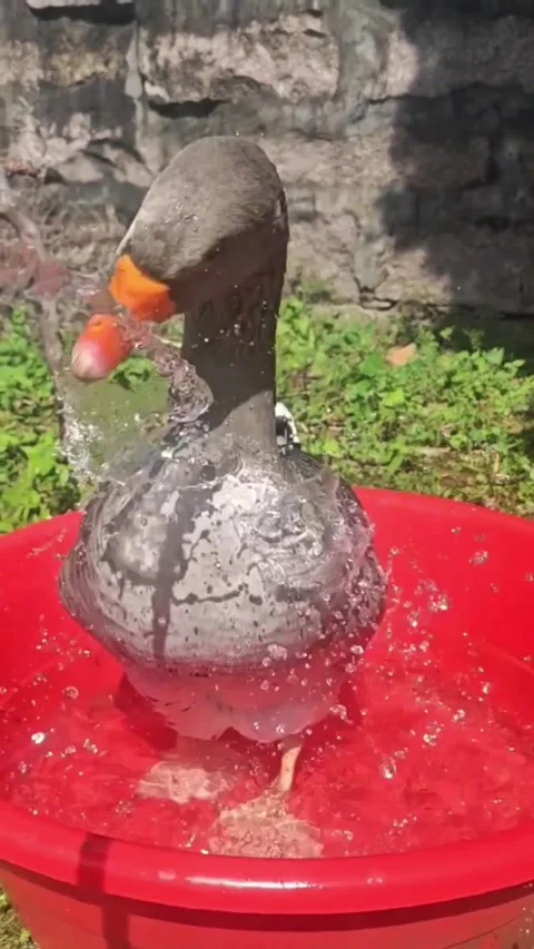 A happy goose playing with a stream of water in a red plastic basin Stock Footage 335491693
