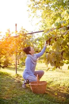 Happy grape picker at work observing grapes on the vine. Stock Photos