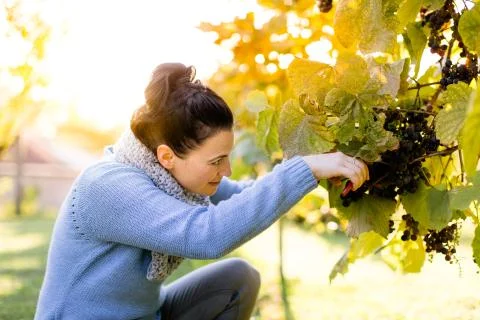 Happy grape picker at work picking grapes on the vine. Stock Photos
