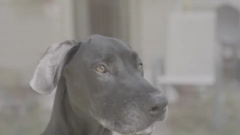 Happy Great Dane Dog in front yard FLAT Stock Footage 283505199