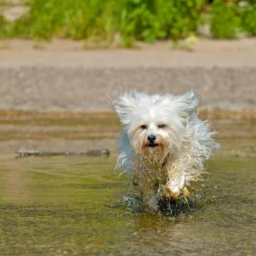 Happy Havanese Stock Photos
