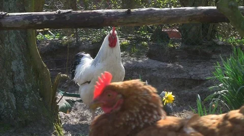 Happy hen Vidéo 704731