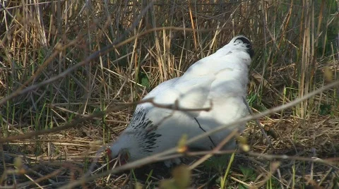 Happy hen Stock Footage 705038