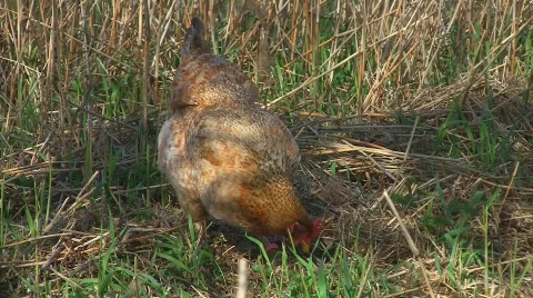Happy hen 库存影片 705077