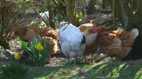 Happy hens with rooster Stock Footage 704603