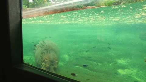 Happy Hippo Stock Footage 239977869