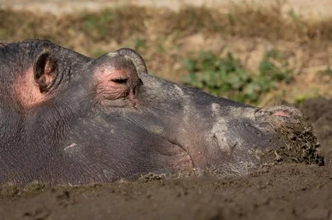 Happy Hippo Stock Photos