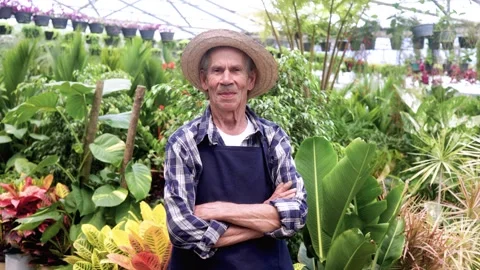 Happy Hispanic senior man work in greenhouse garden shop  Видео 330035170