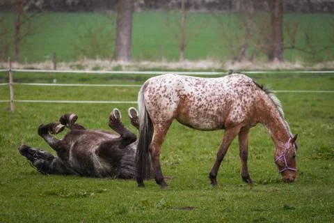 Happy horse Foto stock