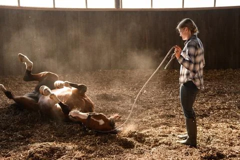 Happy horse rolling in dust while female owner watching in indoor arena. Woman Fotos Stock