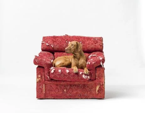 Happy Hungarian Pointer lying on a ripped armchair Stock Photos
