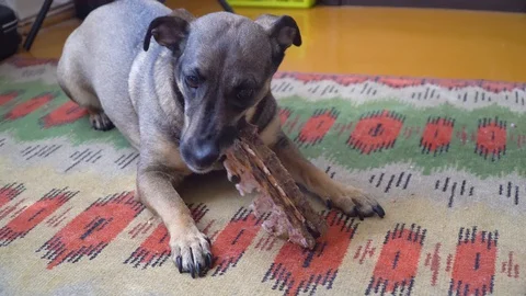 Happy hungry mongrel dog eats a bone on carpet at home Stock Footage 128627718