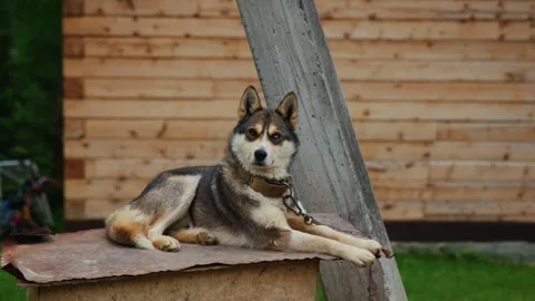 Happy husky dog Stock Footage 335810307