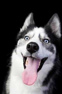 Happy husky Stock Photos