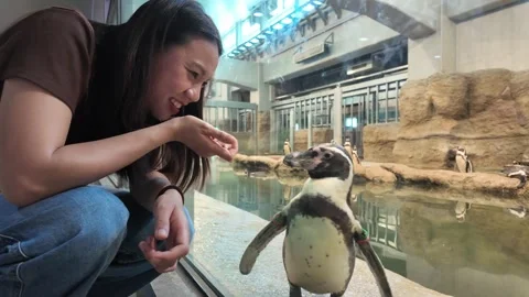 Happy Interaction with a Penguin at the Zoo Stock Footage 315469177
