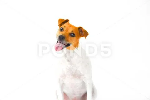 Happy Jack Russel Terrier Stock Photos