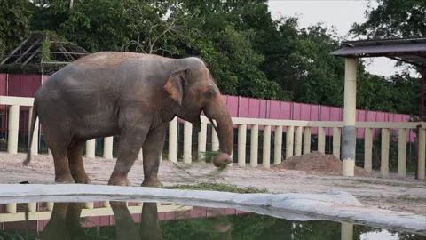 Happy Kaavan - Week 1 post-relocation from a decrepit zoo (2020 Archival) Stock Footage 246542605