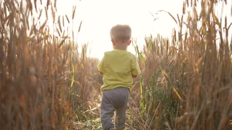 Happy kid walk through wheat field. Child touches spikelets of wheat. Kid runs 스톡 동영상 158601008