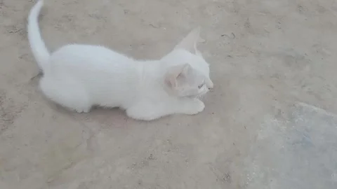 Happy Kitten Relaxing on the Ground Stock Footage 346267253