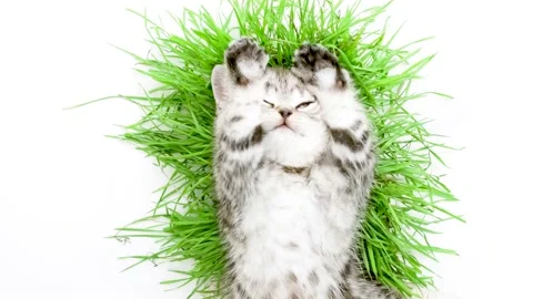 Happy kitten stretches while lying upside down. Satisfied cat smiles. Stock Footage 171581620