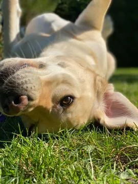 Happy Labrador Stock Photos