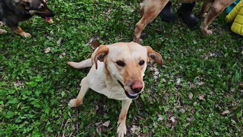 Happy labrador retriever looking up at camera while playing with other dogs in a Stock-Footage 307495854