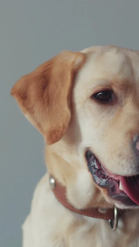 A happy Labrador Retriever is retrieving with its tongue out, showing joy and Stock Footage 305952929