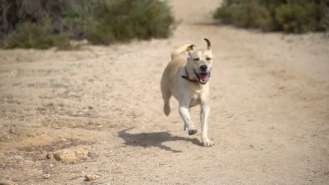 Happy labrador running towards the camera Video stock 128350341