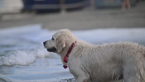 Happy labradors running and playing at the beach Stock Footage 318101982