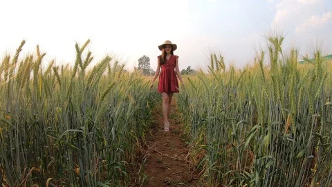 Happy lady walking in wheat field Stock Footage
