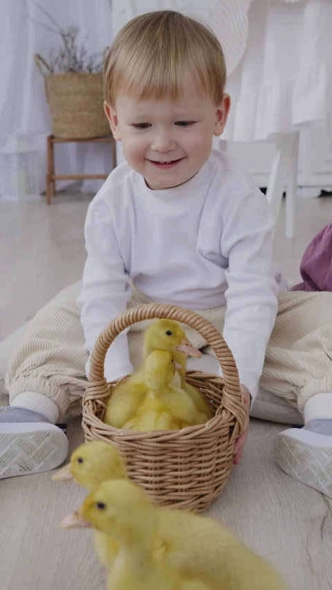 Happy little boy sitting with fluffy yellow ducklings Stock Footage 306383777