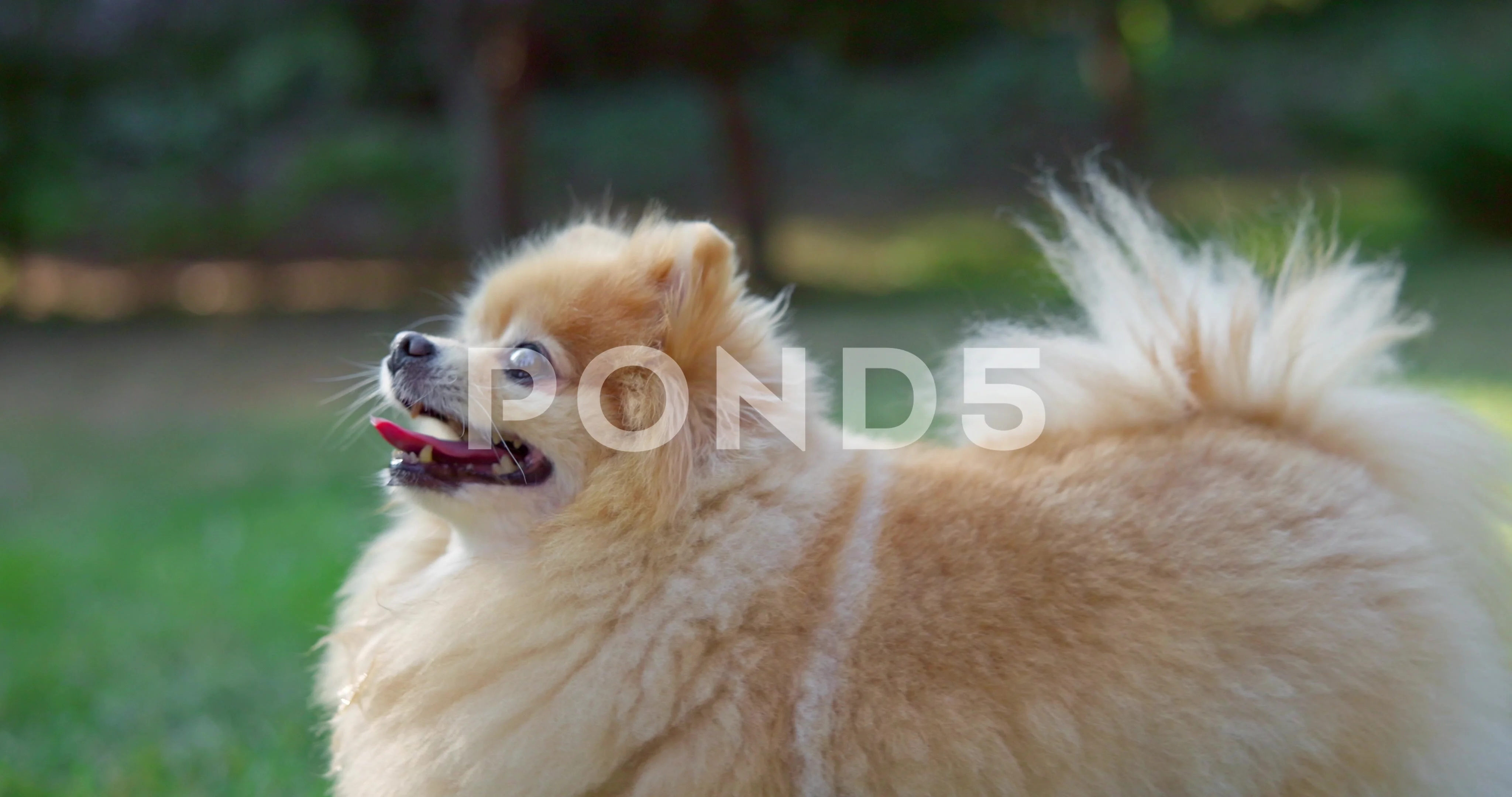 Pedigree pomeranian clearance