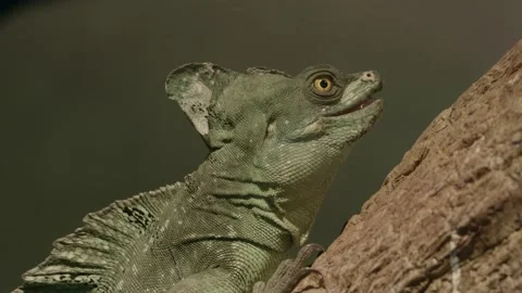 Happy Lizards Stock Footage 170732436
