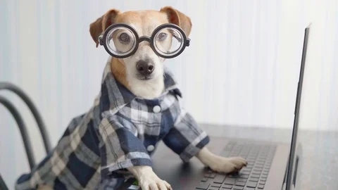 Happy looking camera dog is working on project online. Vídeo Stock 127044933