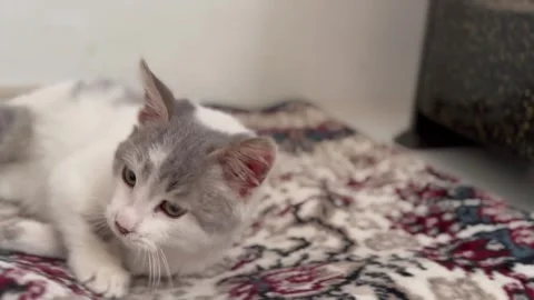 Happy Looking Pet Cat Stock Footage 297730780