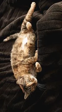 Happy lying cat on its back with belly up. Stock Photos