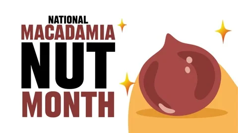 Happy Macadamia Nut Month to all macadamia nut lovers Stock Footage 339754354
