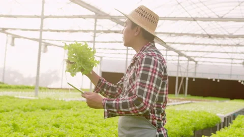 Happy male farmer working using tablet in hydroponic greenhouse farm, clean f Stock Footage 164462720