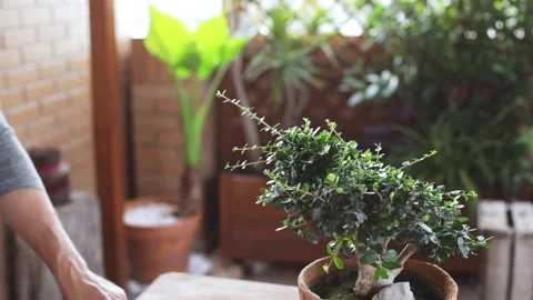 Happy man pruning bonsai. Concept of connection with nature. Focus on bonsai. Video stock 131118692