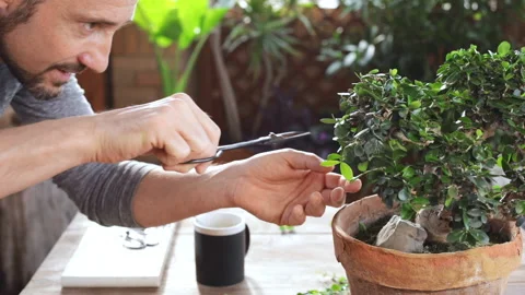 Happy man pruning bonsai. Cup of tea in the background. Video stock 131382348