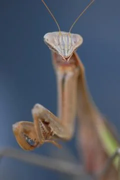 Happy Mantis Stock Photos