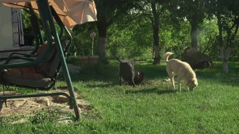Happy Mixed-Breed Pets Having Fun in Beautiful Backyard Lawn Stock Footage 337164663