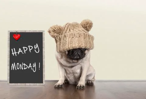 Happy monday pug dog Stock Photos