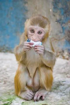 A happy monkey. Foto stock