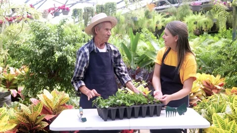 Happy multi generational Hispanic people working with herbs in greenhouse garden Stock-Footage 330035169